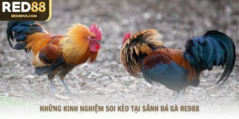 Những kinh nghiệm soi kèo tại sảnh đá gà Red88