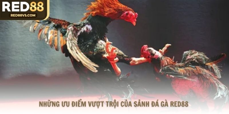 Những ưu điểm vượt trội của sảnh đá gà Red88
